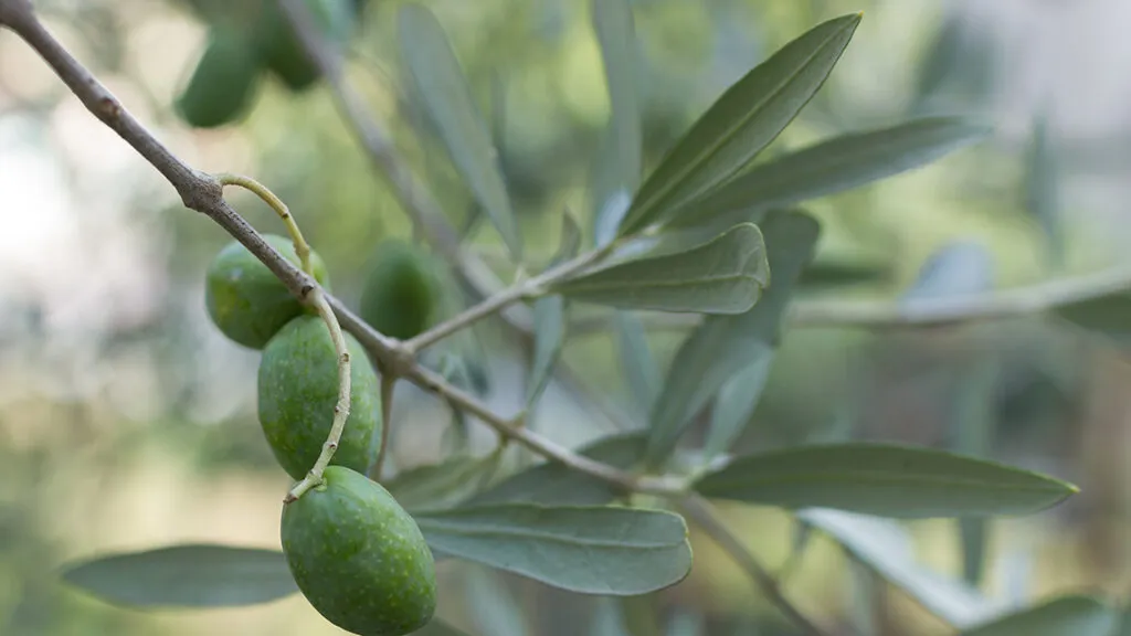 Aceite de oliva picual