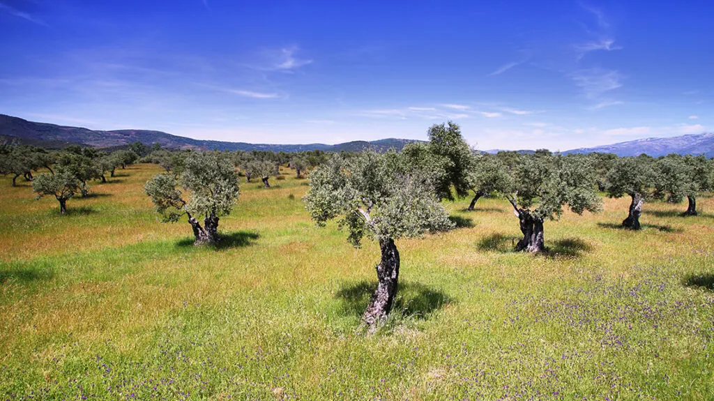 Producción de aceite de oliva en España