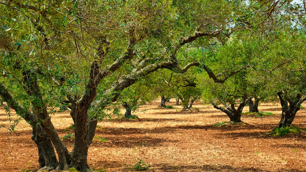 Cuanto aceite de oliva produce España