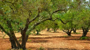 Cuanto aceite de oliva produce España