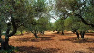 Cómo se obtiene el aceite de oliva