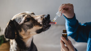 Para qué sirve el aceite de oliva en los perros